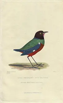 Hand Coloured: Red-bellied ant-eater, Pitta erythrogaster