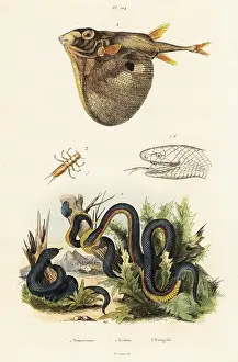 Pufferfish: Red-bellied black snake and threetooth puffer