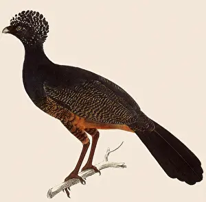 Dwellers: Red-billed Curassow, Crax blumenbachii