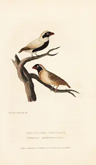 Grosbeak: Red-billed quelea, Quelea quelea
