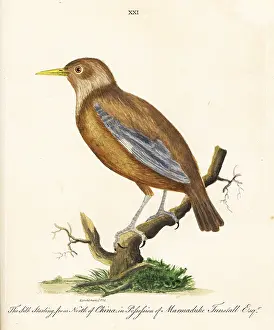 Marmaduke: Red-billed starling, Sturnus sericeus