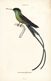 Trochilus: Red-billed streamertail, Trochilus polytmus