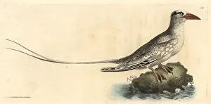 Tropicbird: Red-billed tropicbird, Phaethon aethereus