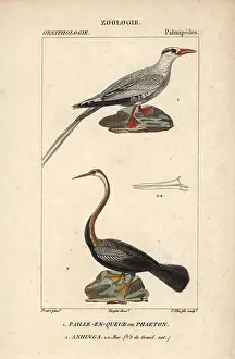 Tropicbird: Red-billed tropicbird, Phaethon aethereus