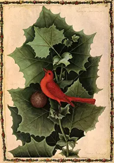 Red Bird and. Leaves