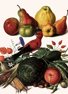 Squash: Red Bird and Squash