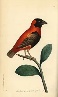 Euplectes: Red bishop bird, Euplectes orix