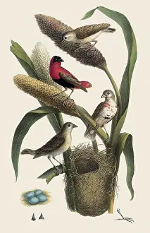 Bishops: Red Bishop, Euplectes orix franciscanus