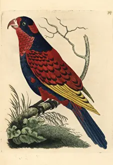 Lory: Red and blue lory, Eos histrio Endangered