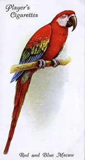 Macaw: Red and Blue Macaw