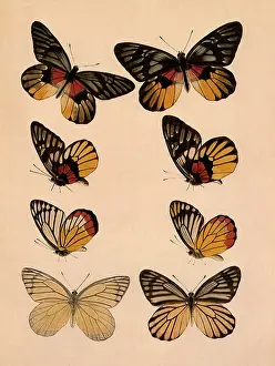Darkened: Red-breast Jezebel Butterfly and Others