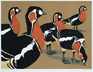 Red Breasted: Red-breasted Geese
