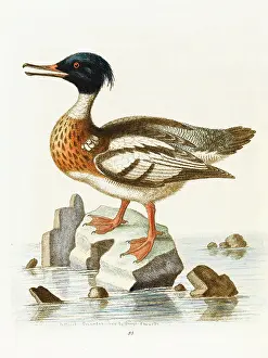 Goosander: Red-breasted goosander