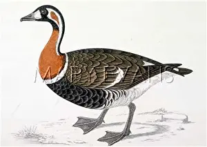 Preferring: RED BREASTED GOOSE