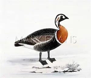 Ruficollis: RED-BREASTED GOOSE