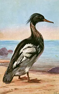 Merganser: Red-breasted Merganser