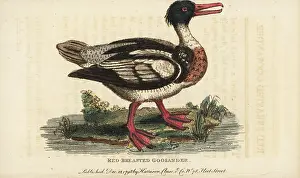 Merganser: Red-breasted merganser, Mergus serrator