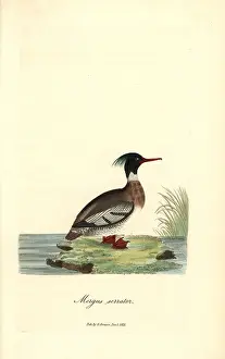 Colorist: Red-breasted merganser, Mergus serrator