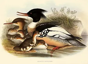 Merganser: Red-breasted Merganser, Mergus serrator