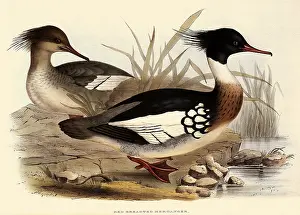 Merganser: Red-breasted Merganser, Mergus serrator