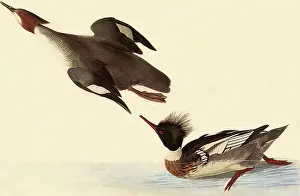 Merganser: Red-Breasted Merganser, Mergus serrator