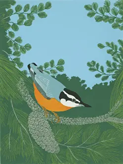 Nuthatch: Red-breasted Nuthatch