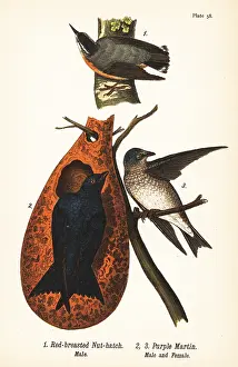 Squaw: Red-breasted nuthatch and purple martin