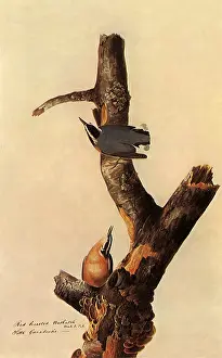 Canadensis: Red-Breasted Nuthatch, Sitta canadensis