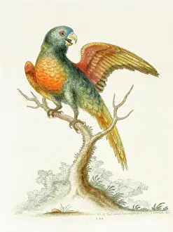 Parrakeet: Red-breasted parrakeet