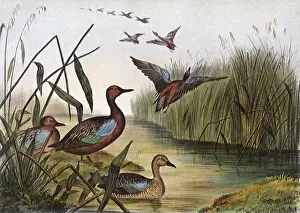Teal: Red-breasted Teal, Querquedula cyanoptera