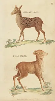 G. Kearsley: Red brocket and Java mouse-deer