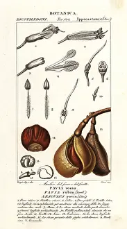 Mirabilis: Red buckeye, Aesculus pavia