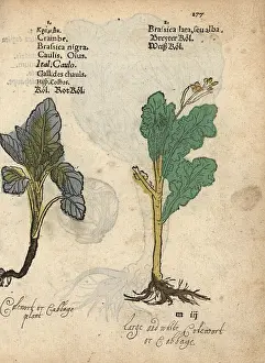 Nigra: Red cabbage and white cabbage