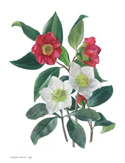 Camelias: Red Camelias and Christmas Roses