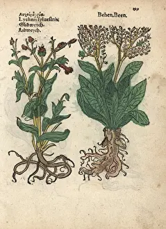 Dioica: Red campion, Silene dioica, and white behmen