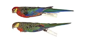 Ornithological: Red-capped parrot, Purpureicephalus spurius