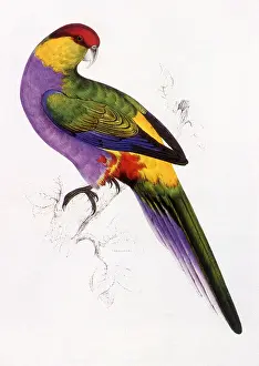 Twisting: Red-Capped Parrot, Purpureicephalus spurius
