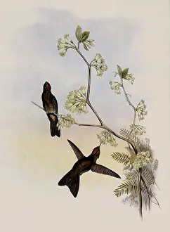 Ruficeps: Red-Capped Thorn-Bill, Ramphomicron Ruficeps
