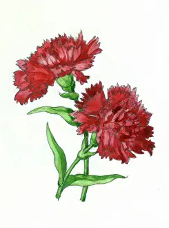Carnation: Red Carnation