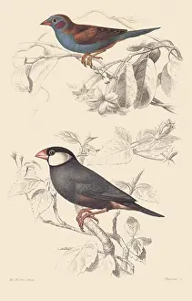 Bleu: Red-Cheeked Cordon Bleu & Java Sparrow