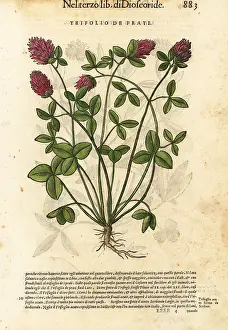 Red clover, Trifolium pratense