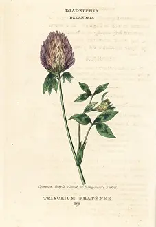 Trefoil: Red clover, Trifolium pratense