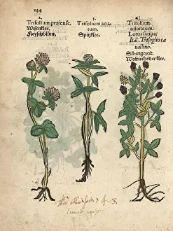 Trifolium: Red clover, Trifolium pratense, mountain clover