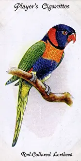 Collared: Red-Collared Lorikeet