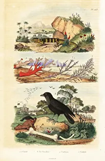 Corail: Red coral, coralline, raven and lizard