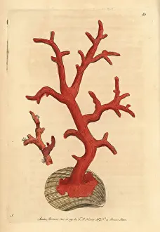 Rubrum: Red coral, Corallium rubrum