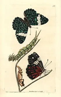 Hamadryas: Red cracker butterfly, Hamadryas amphinome