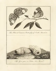 Stedman: Red cracker butterfly and palm nut grubs