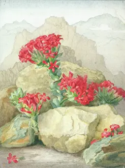 Crassula: Red Crassula growing amongst rocks