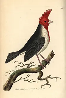 Coronata: Red-crested cardinal, Paroaria coronata